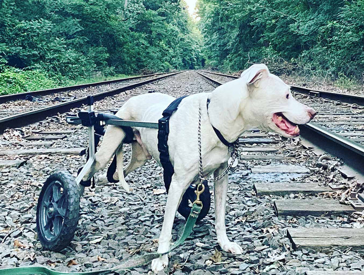 Rear Support Dog Wheelchair Rental