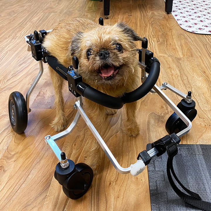 Full Support Dog Wheelchair Rental