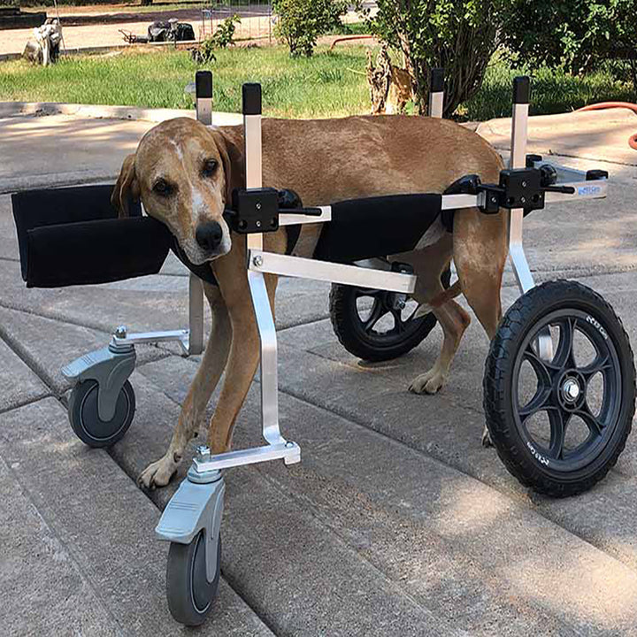 Full Support Dog Wheelchair Rental