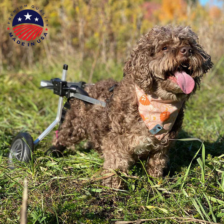 Rear Support Dog Wheelchair Rental