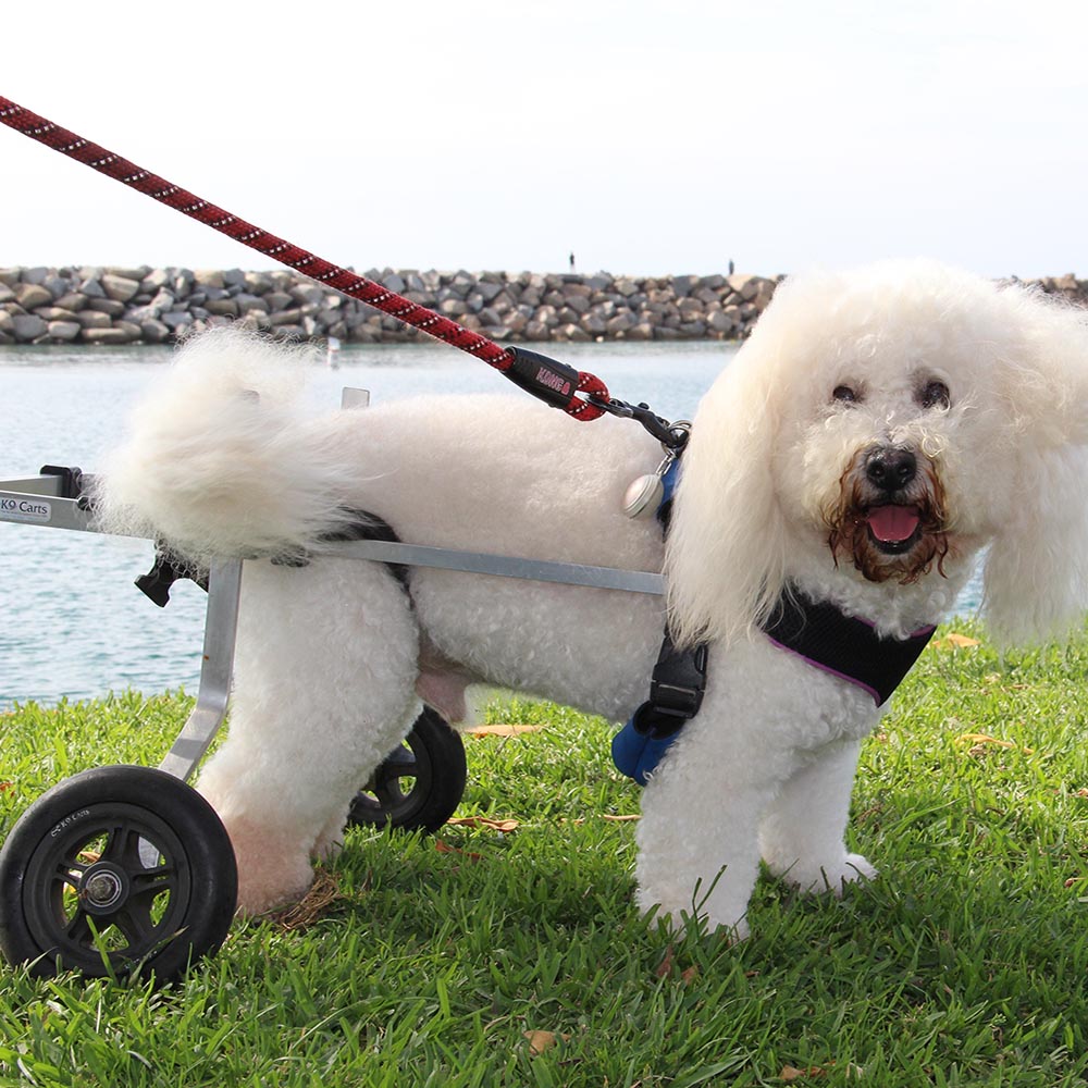 Rear Support Dog Wheelchair Rental