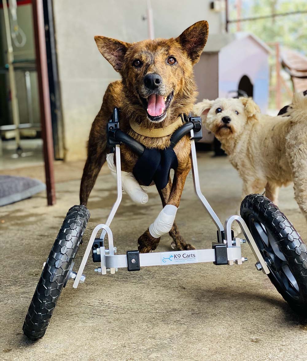 Dog Wheelchair for Front Legs K9 Carts