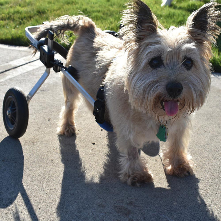 Rear Support Dog Wheelchair Rental