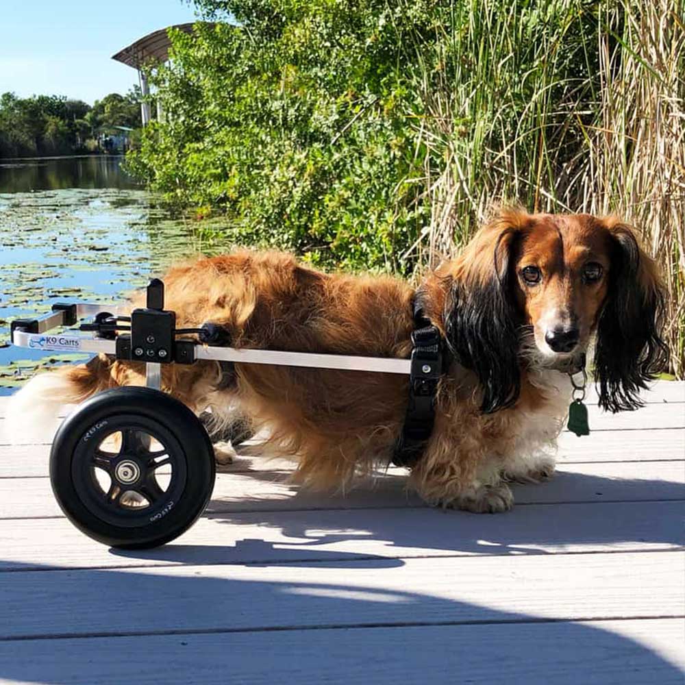 Rear Support Dog Wheelchair Rental