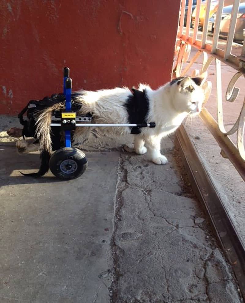 Cat Wheelchair Rental