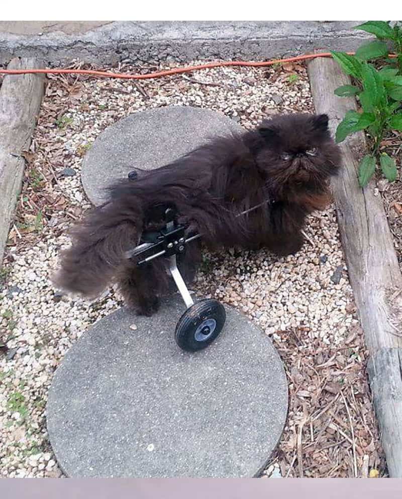 Cat Wheelchair Rental