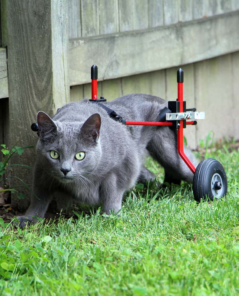 Cat Wheelchair Rental