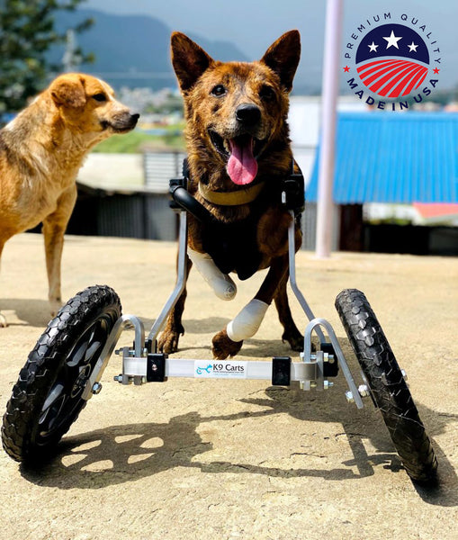 Dog fashion crutches near me