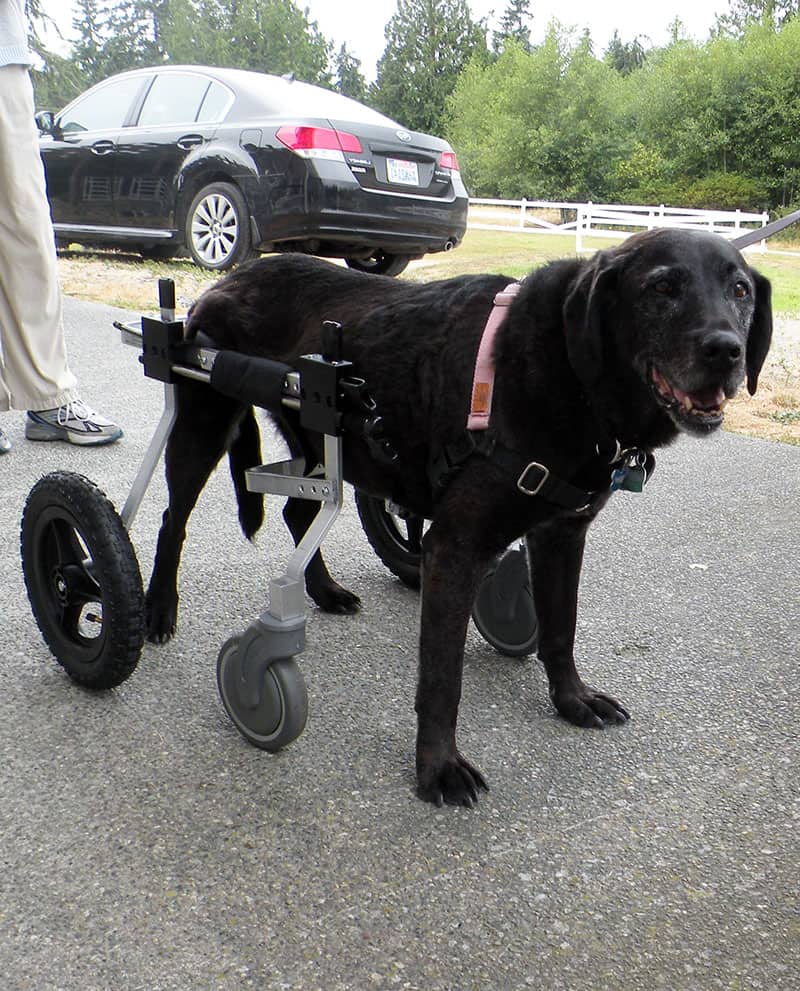 Full Support Dog Wheelchair Rental