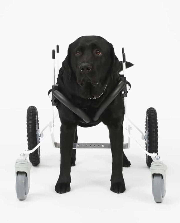 Full Support Dog Wheelchair Rental