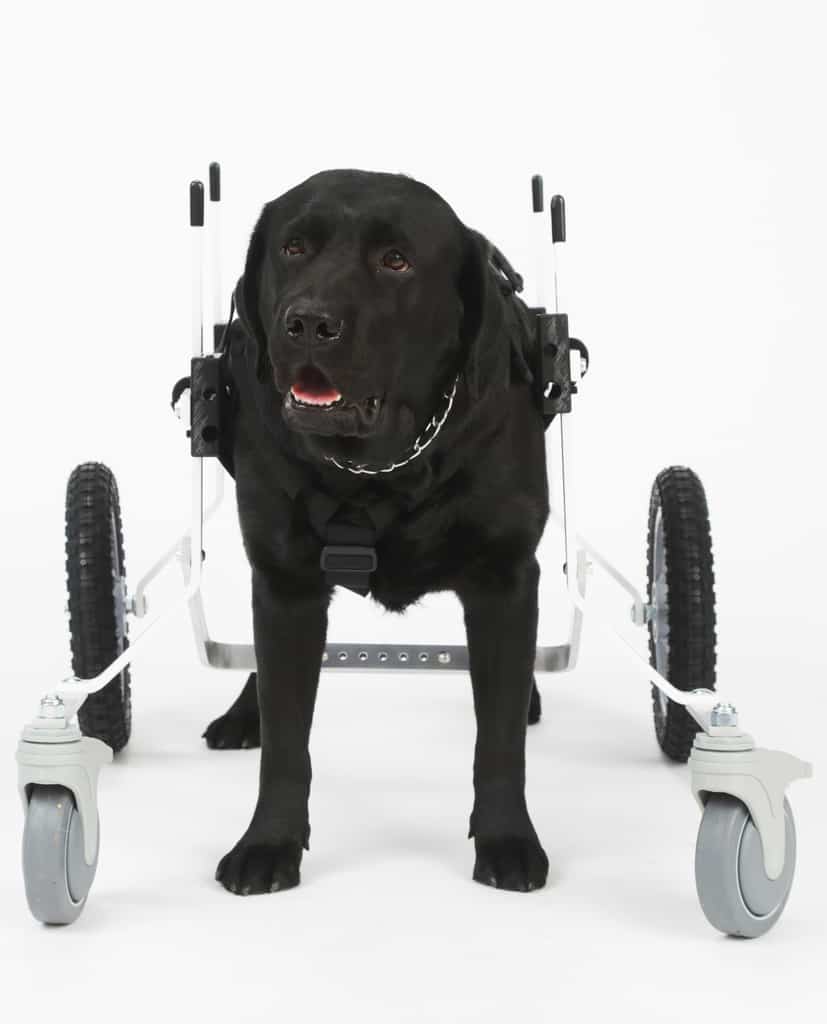 Full Support Dog Wheelchair Rental by K9 Carts