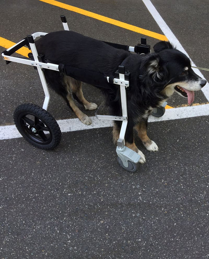 Full Support Dog Wheelchair Rental