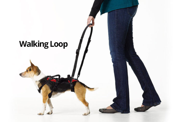 Accessories for dog walkers hotsell