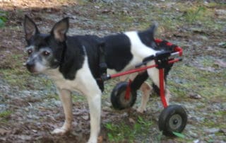 rat terrier xs red dog wheelchair