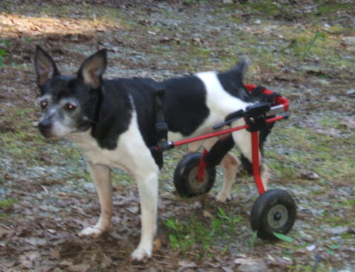 The Story of Jake the Rat Terrier
