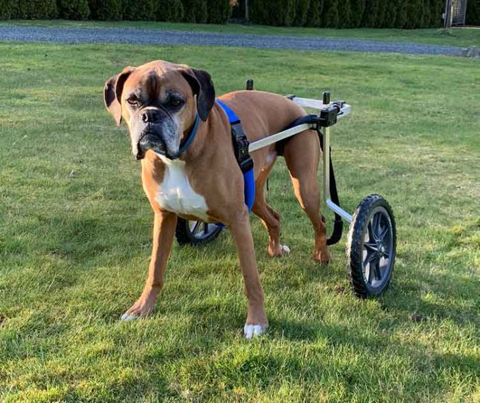 Boxer in rear support wheelchair