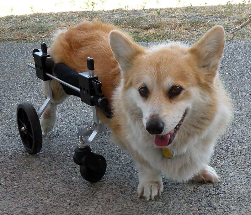 corgi full support dog wheelchair