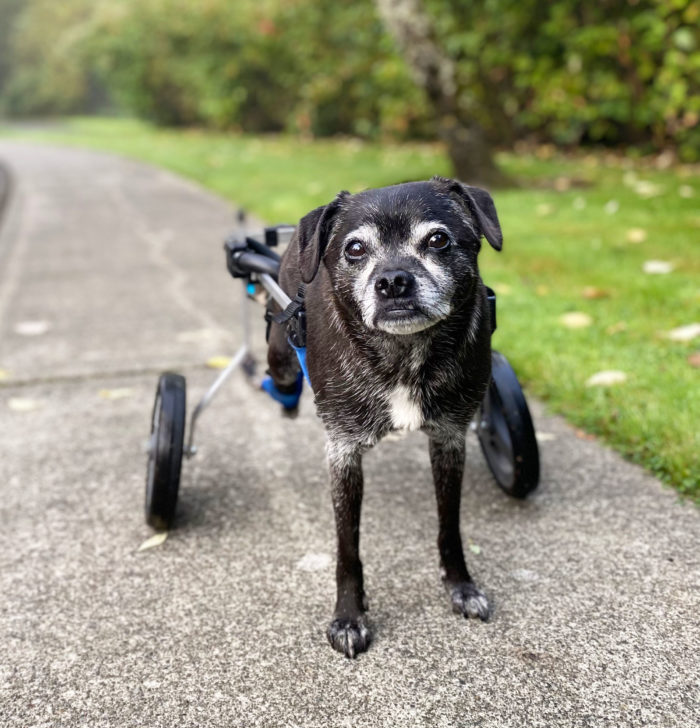 Duke Dog Wheelchair on Sidewalk