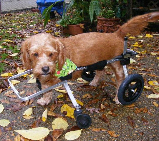 medium full supportive dog wheelchair by K9 Cart