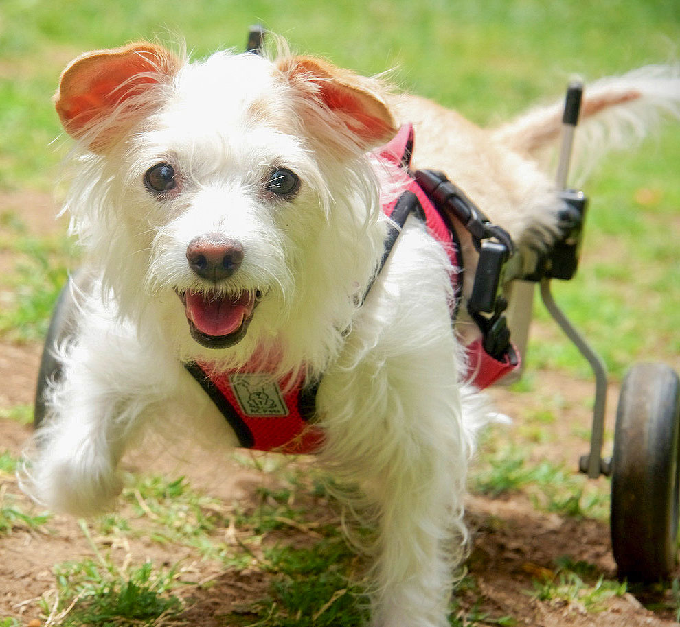Adopt Me Wheel Gives FREE PETS! Free Legendary Pets 