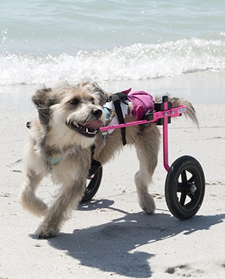 amputee dog wheelchair