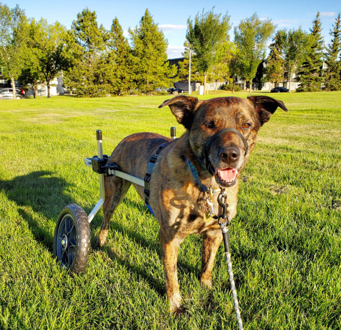 Quinten Dog Wheelchair