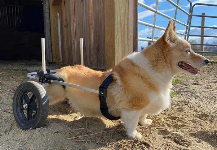 Corgi in med-small rear support wheelchair
