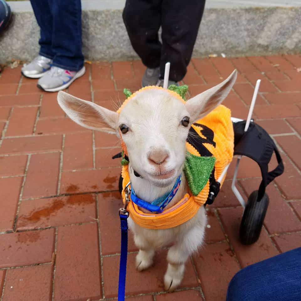 wheelchair for goat