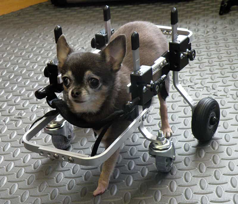 Chihuahua xxs lightweight full support dog wheelchair