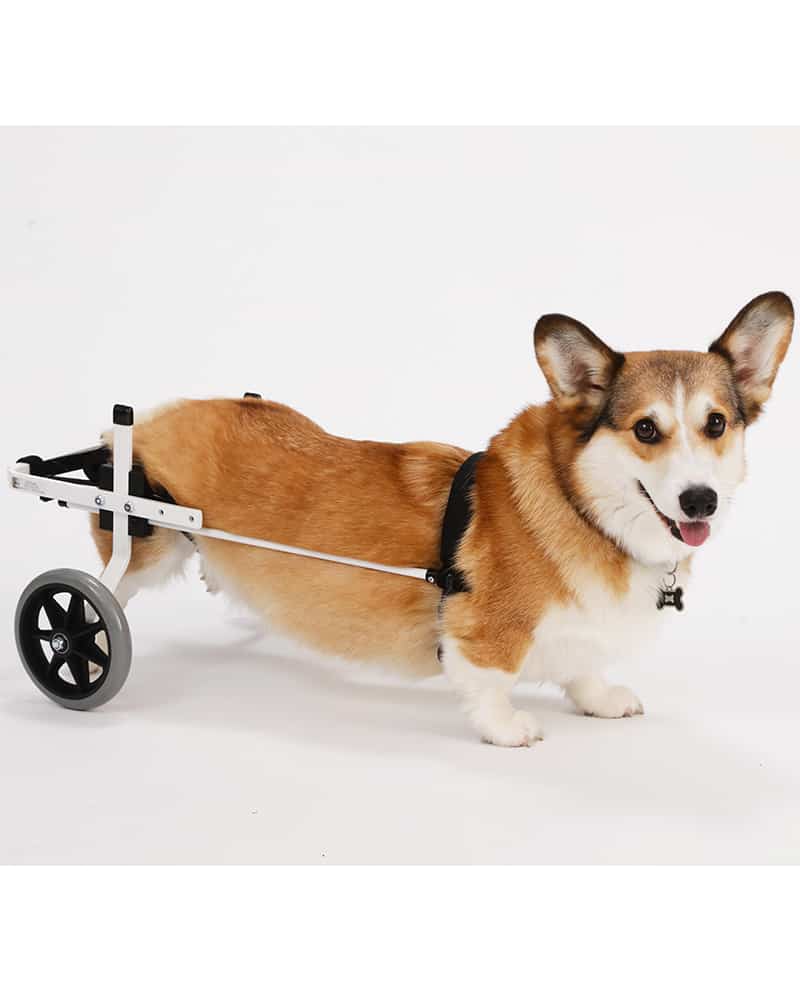 Corgi Medium Small Dog Wheelchair