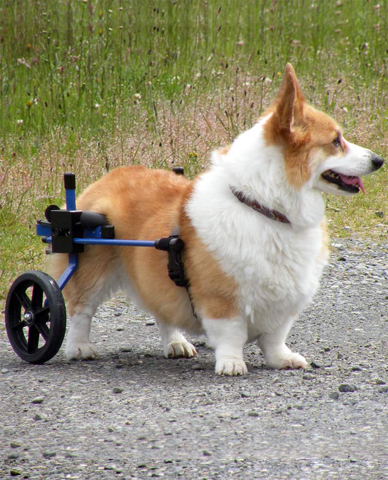Corgi in Dog Wheelchair