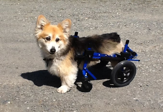 Corgi in Extra Supportive dog wheelchair by K9 Cart