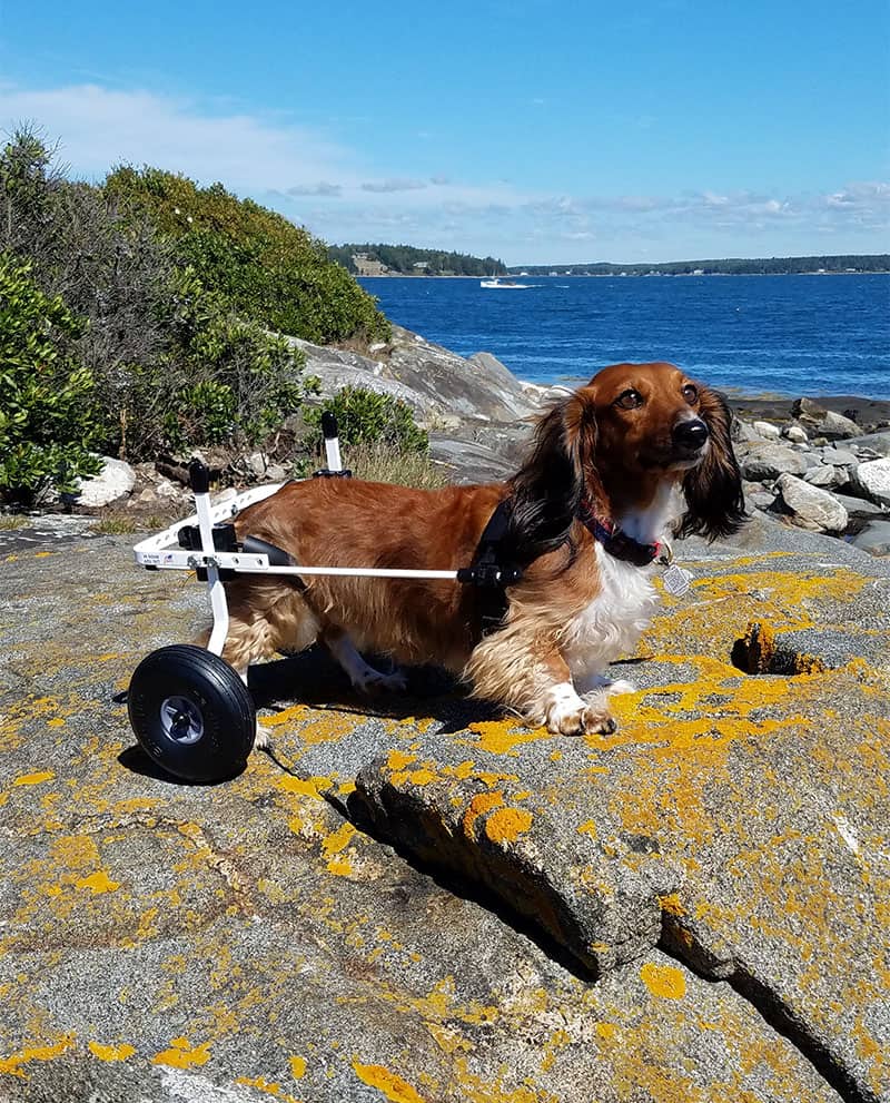 dog wheelchair for dachshund