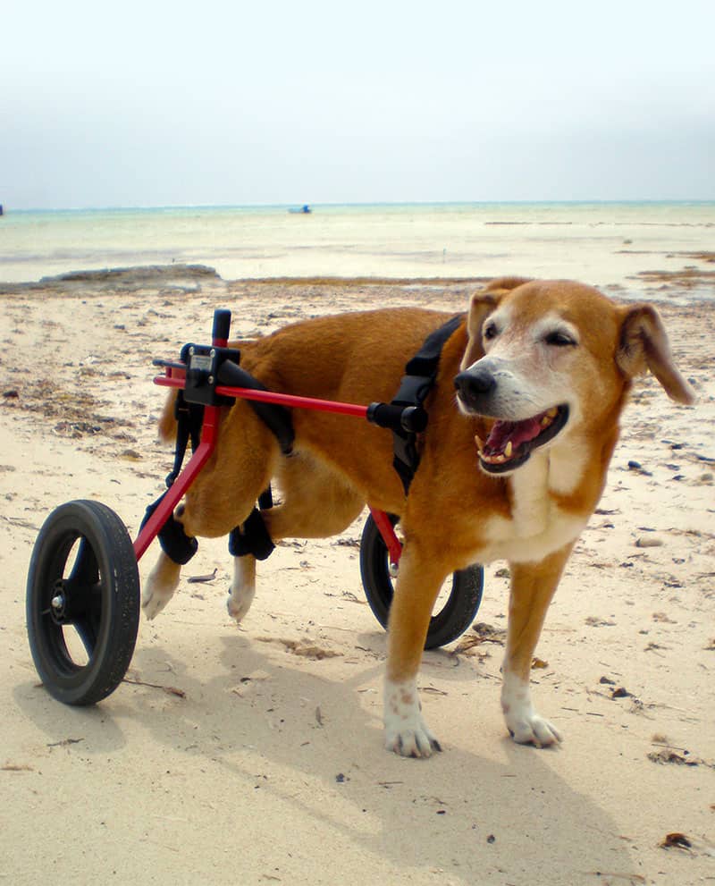 Lab on Beach in Dog Wheelchair