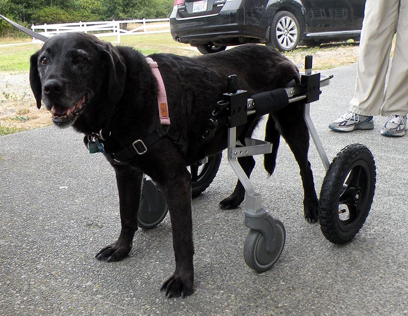 Lab in Fully Supportive dog wheelchair by K9 Cart