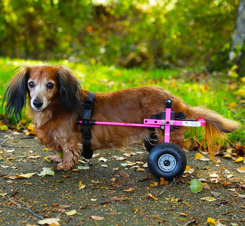 mini dachshund dog pink wheelchair