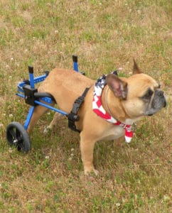 Dog in grass in Dog Wheelchair
