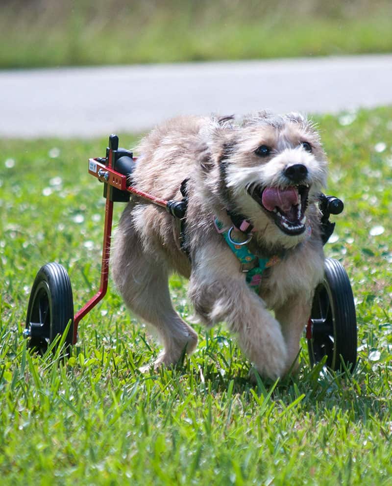 Dog running in Dog Wheelchair by K9 Carts