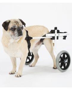 Rear Support Dog Wheelchair Rental