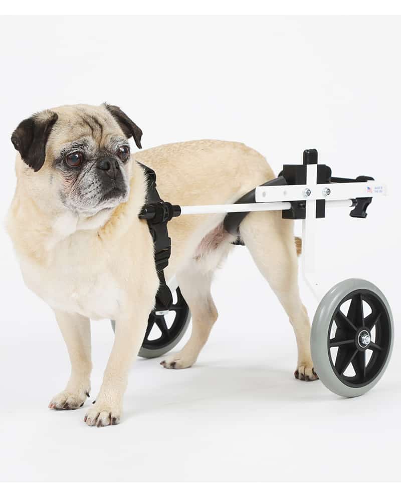 Rear Support Dog Wheelchair Rental - K9 ...