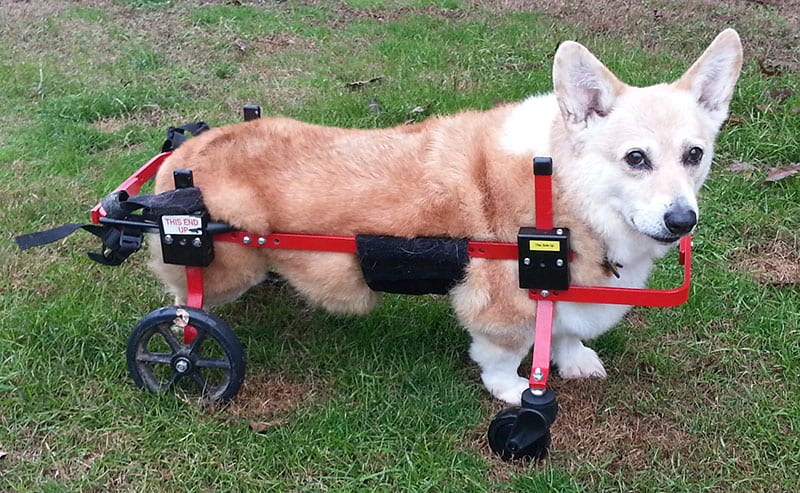 corgi red full support dog wheelchair