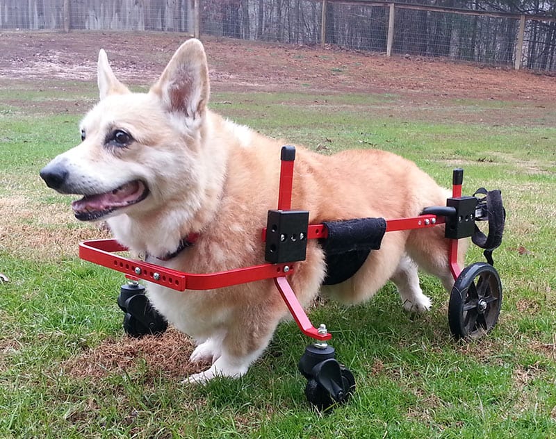 corgi full support dog wheelchair red