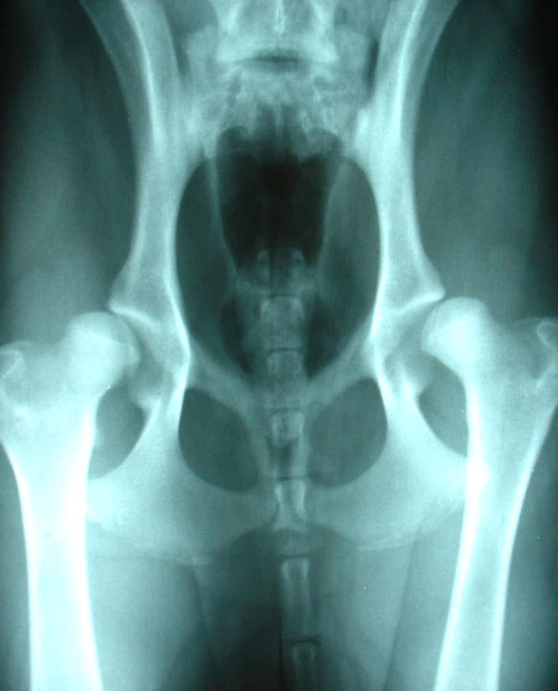 How to Treat Hip Dysplasia in Dogs - K9 Carts