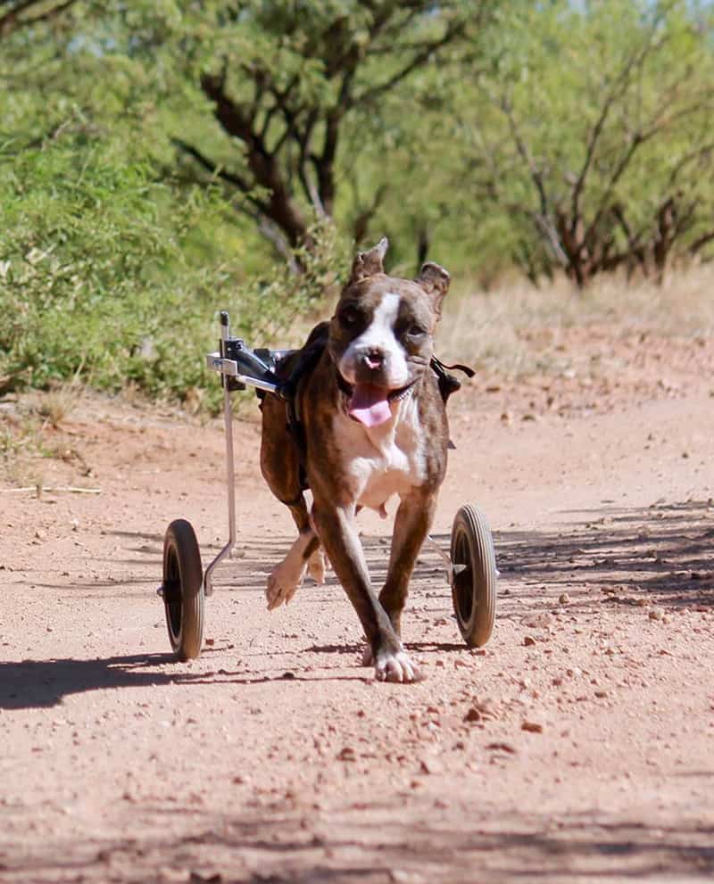 boxer all terrain dog wheelchair