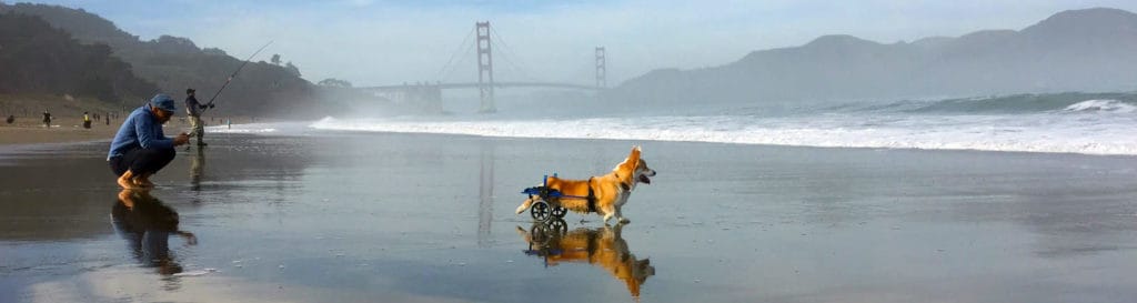 Corgi in K9 Cart dog wheelchair on Beach