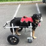 front amputee large full support dog wheelchair