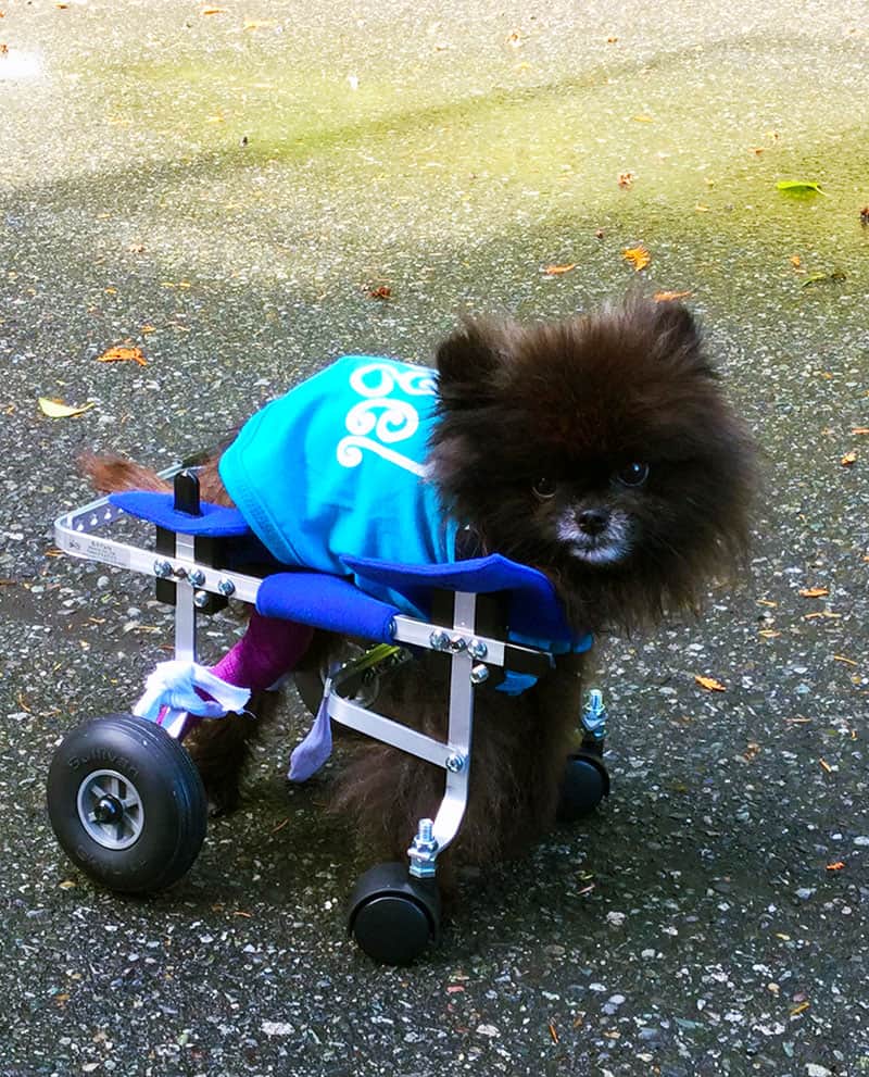 Pomeranian toy breed xxs full support dog wheelchair