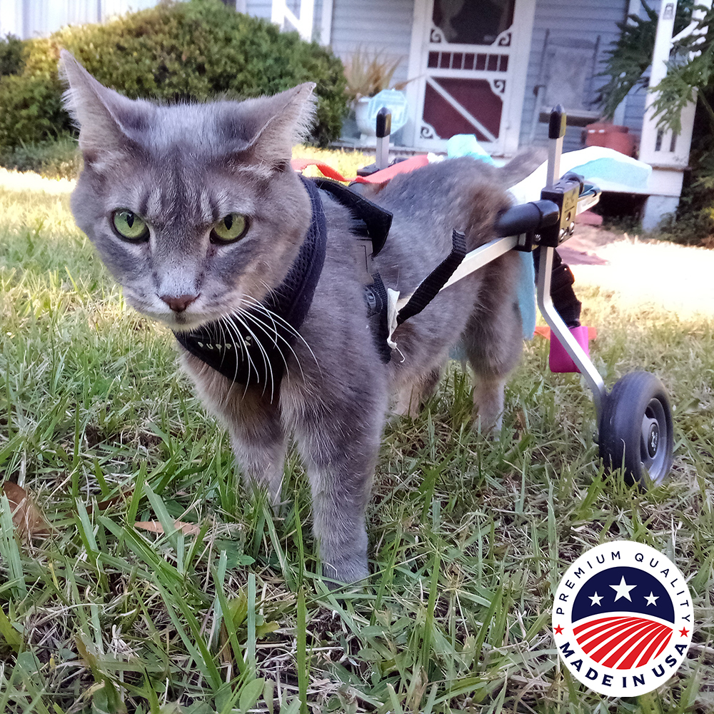 Vise dig Arbejdsløs Nybegynder Cat Wheelchair - Front & Back Legs - Made in USA | K9 Carts