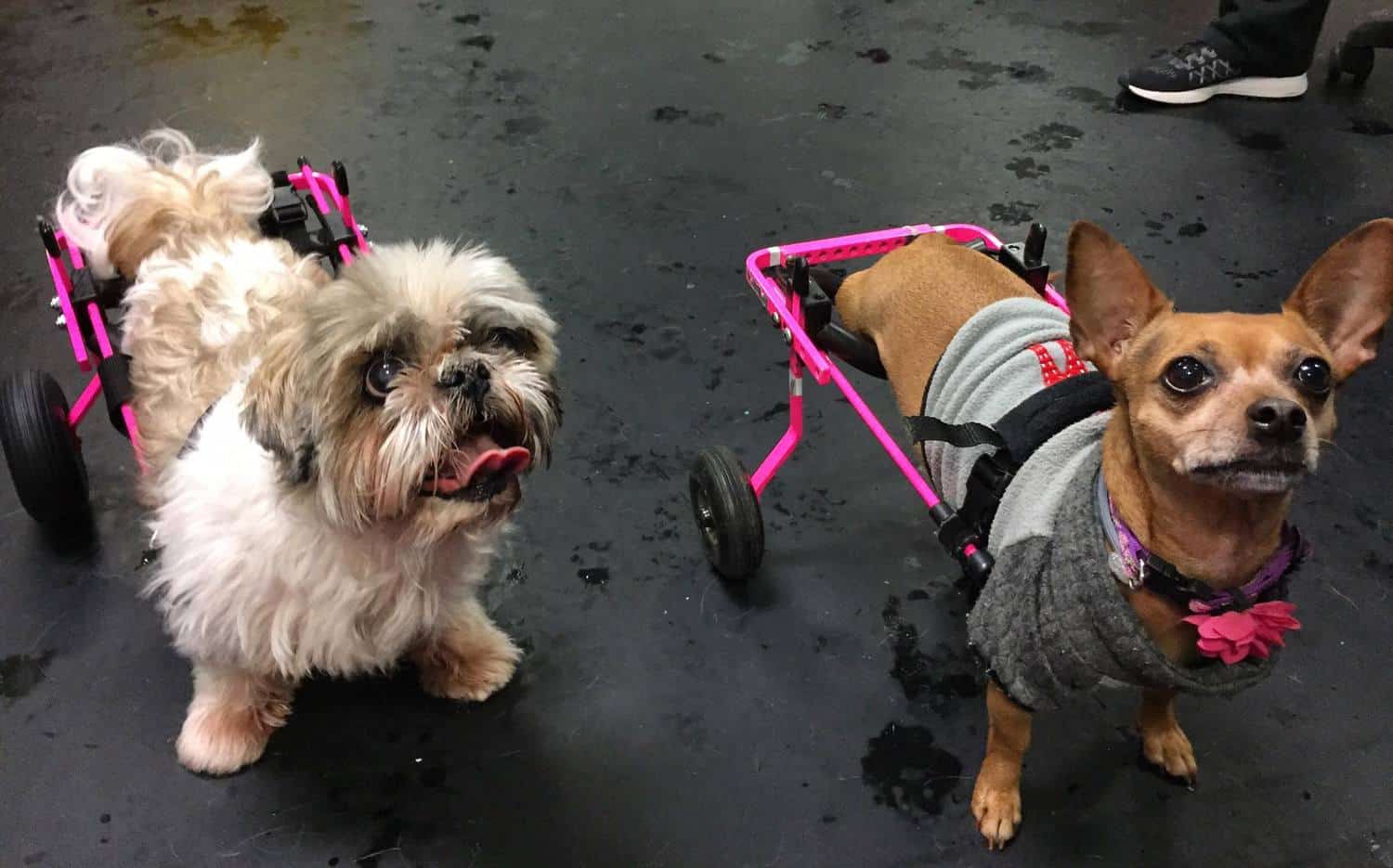 shih tzu chihuahua pink xs dog wheelchair