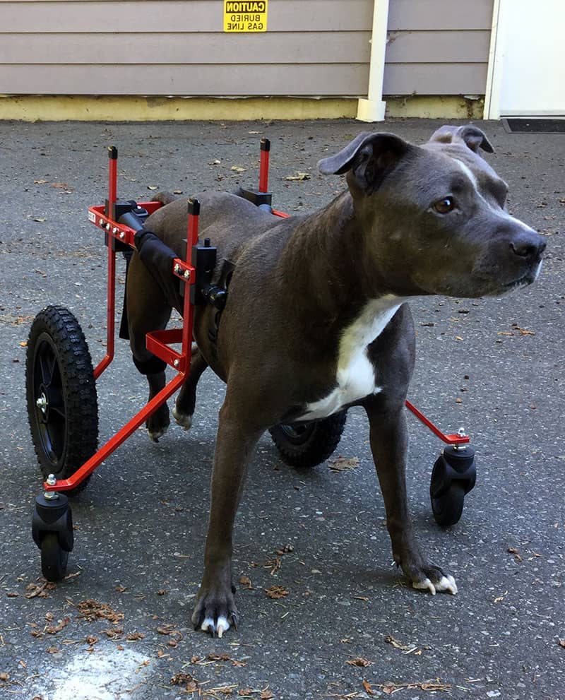 Dog Wheelchair for Front Legs   K9 Carts